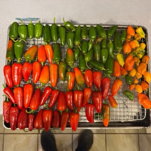 A tray of jalapeno and habernero peppers in various stages of ripeness