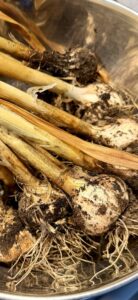 Freshly harvested garlic bulbs with dirt and roots still attached in a stainless steel bowl