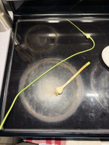 A snap of a double bulb of garlic and the scape out of my garden on a black flat electric stovetop