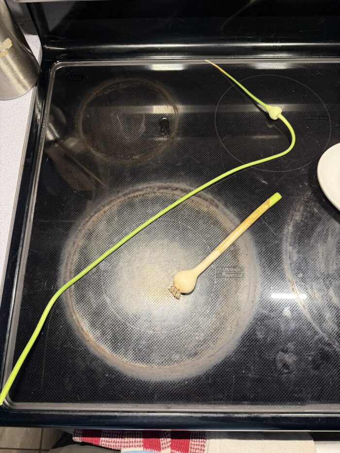 A snap of a double bulb of garlic and the scape out of my garden on a black flat electric stovetop