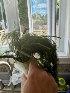 A picture of dill from the refrigerator in front of the east facing window showing some are definitely going rotten