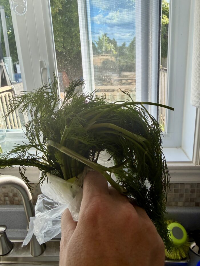 A picture of dill from the refrigerator in front of the east facing window showing some are definitely going rotten