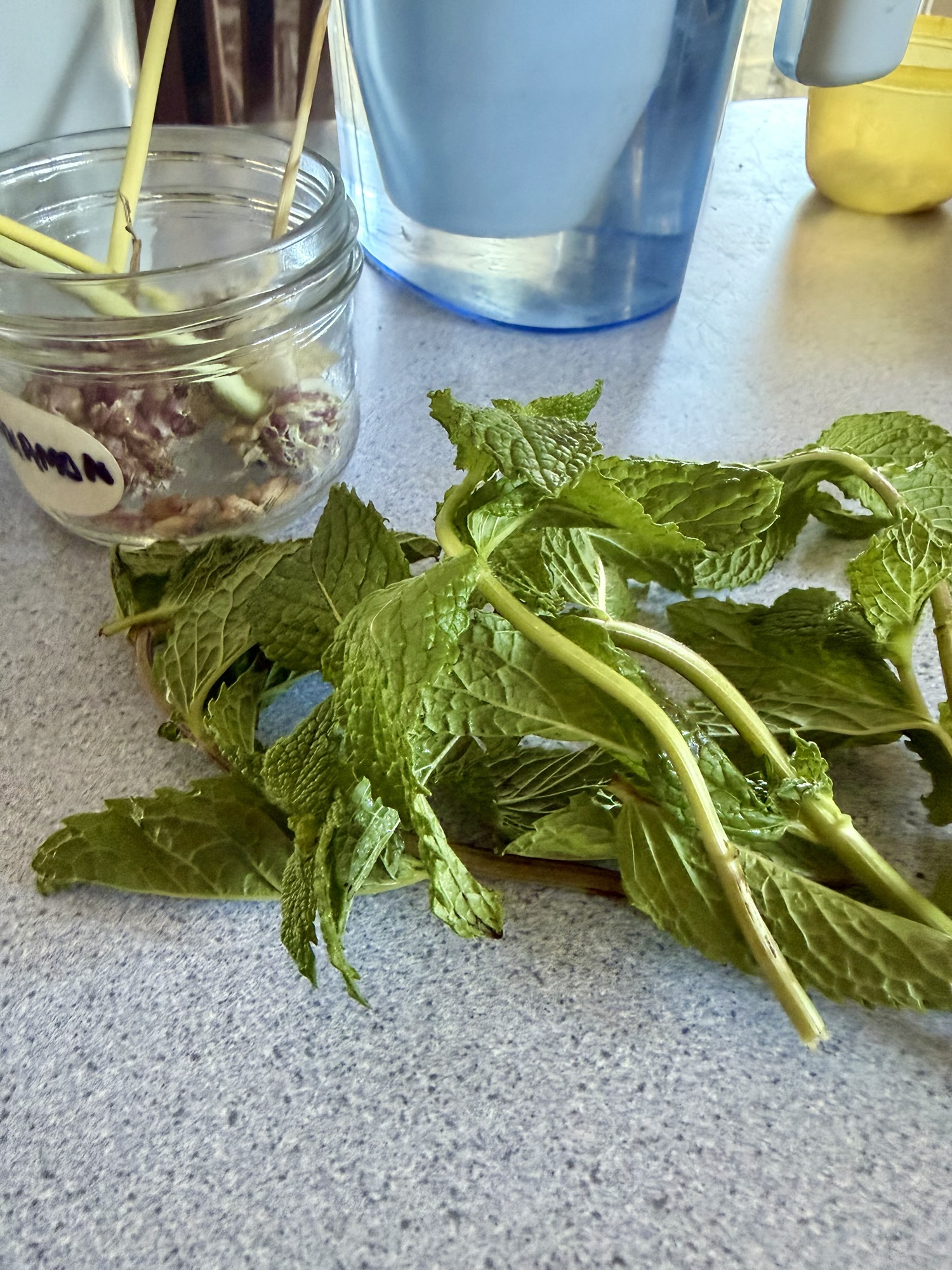 Mint sprigs in foreground with jar containing stalks of dried garlic bulbils