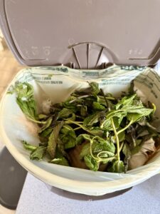 Compost bin open showing discarded half mint bunch