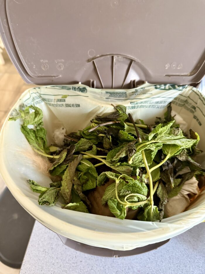 Compost bin open showing discarded half mint bunch