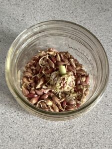 A cropped photo of a small empty jam jar filled with properly cured hard-neck garlic bulbils