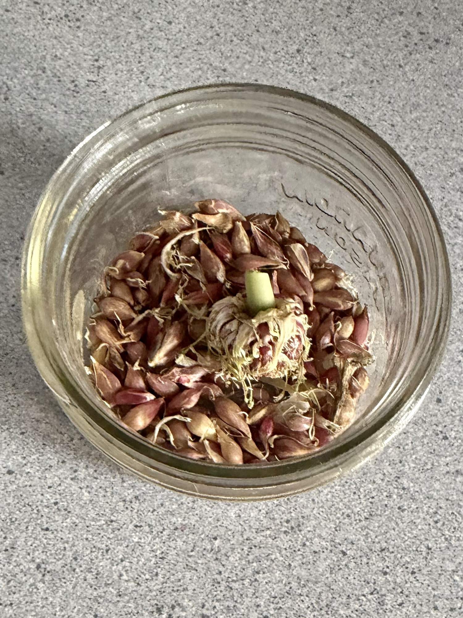 A cropped photo of a small empty jam jar filled with properly cured hard-neck garlic bulbils