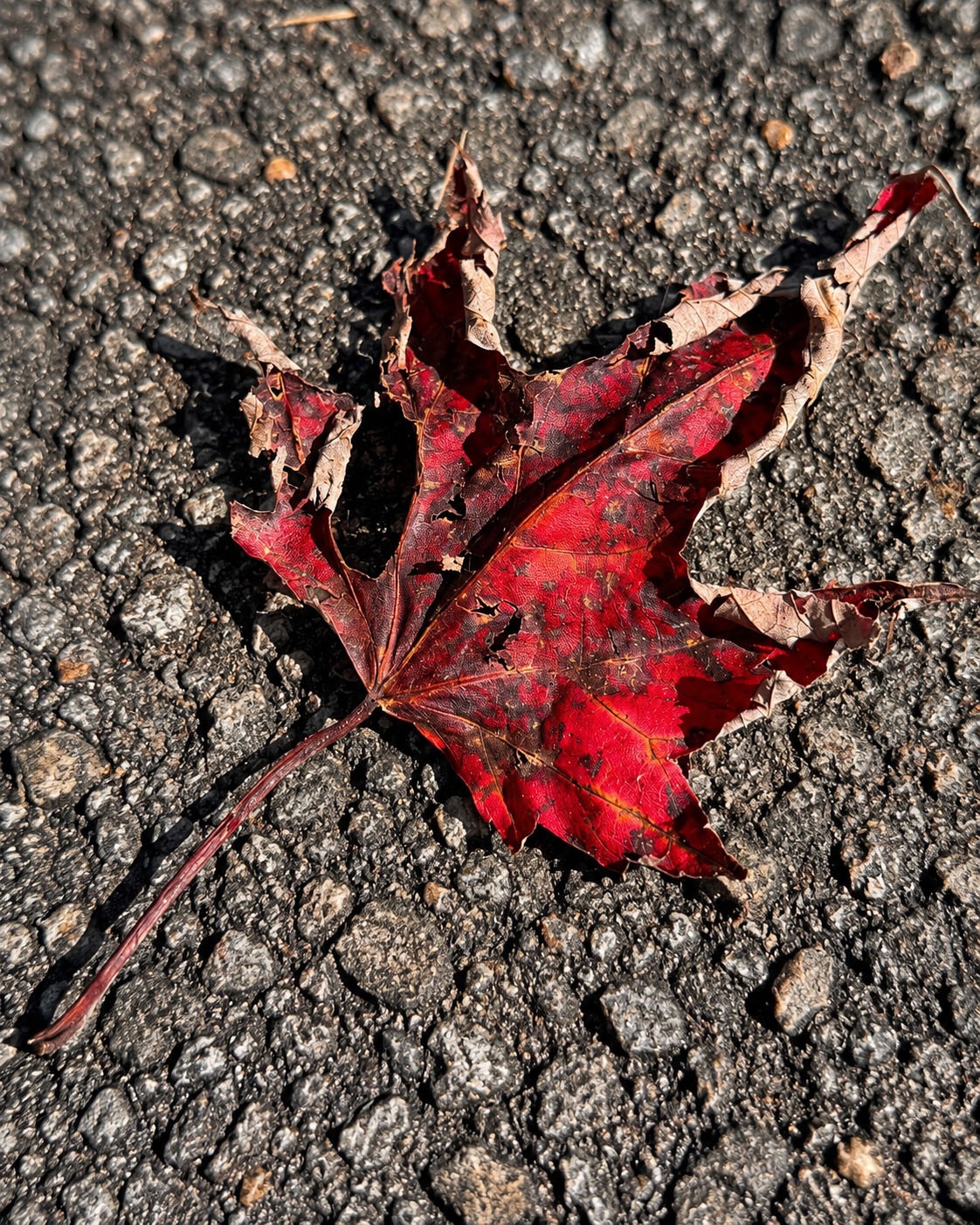 Weathered red maple leaf lying on rough pavement.
