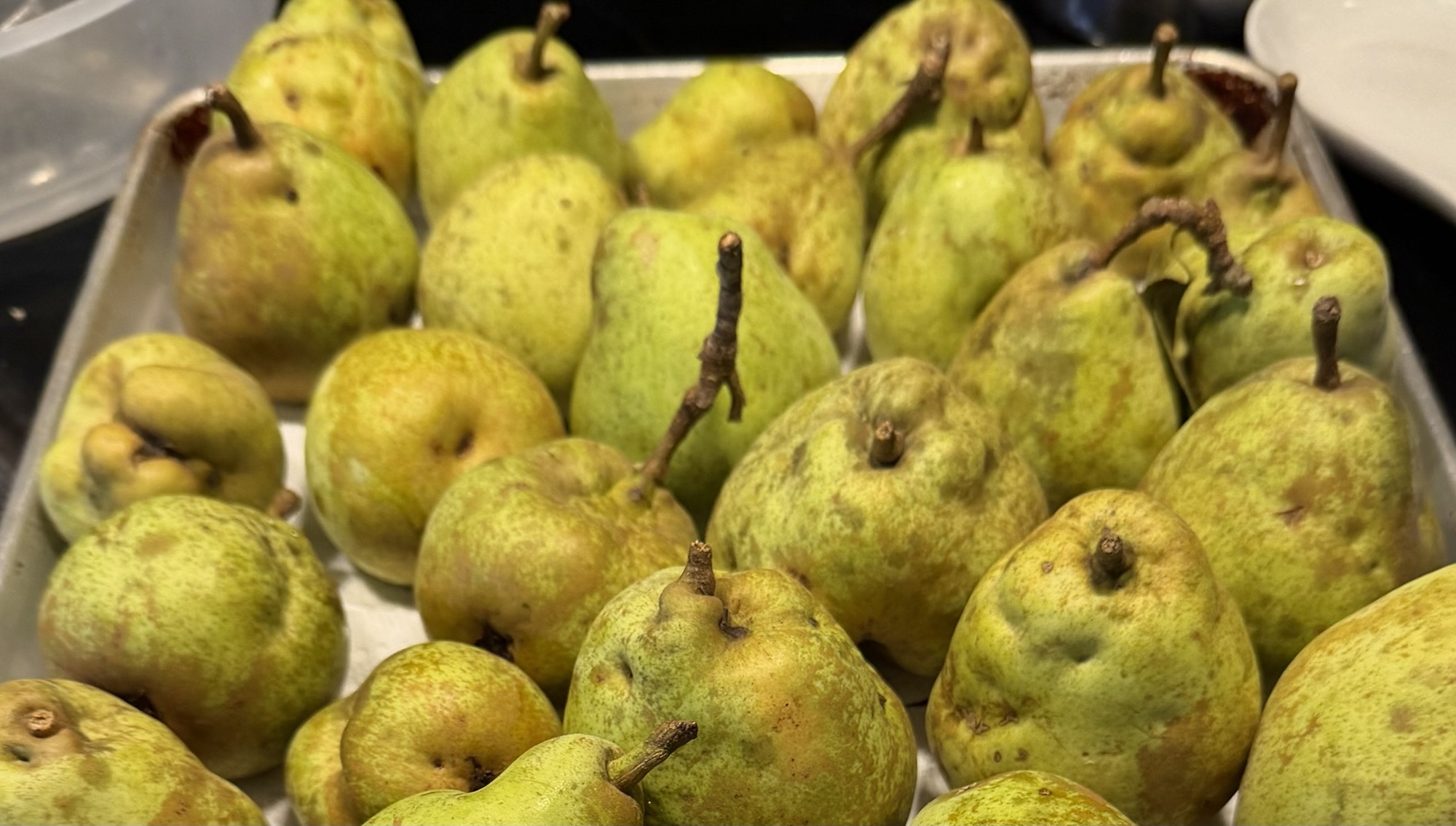 Green and yellow pears with mottled, bruised skins arranged on a metal baking tray.